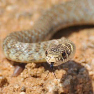 Western Whip snake (Hierophis viridiflavus) Immature