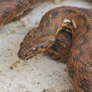 viperine snake (Natrix maura)