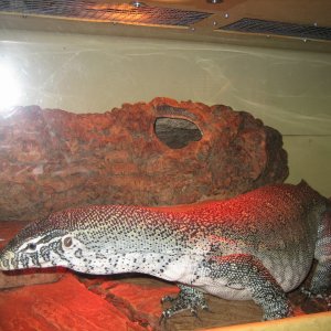 pets_12-22-09-1_1_