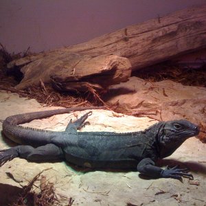 high blue cyclura yearling