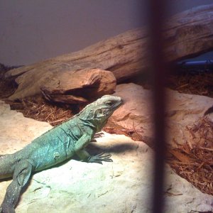 high blue cyclura lewisi hybrid yearling