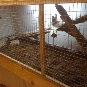 my cyclura enclosure