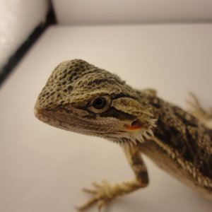 DSC02945
