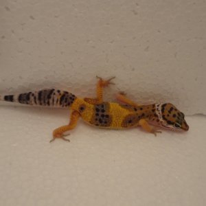 DSC02963