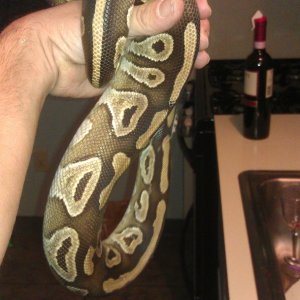 the male mojave