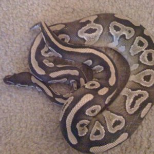 this one is my male breeder for trade