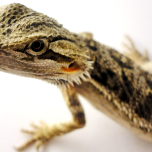 Scarlet the Beardie