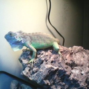 Mojo the Iguana