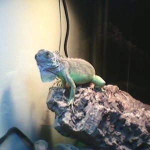 Mojo the Iguana