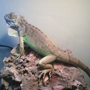 Mojo the Iguana