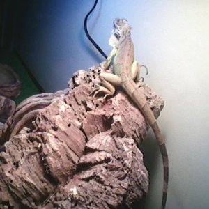 Mojo the Iguana
