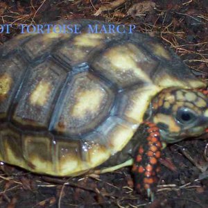 REDFOOT TORTOISE