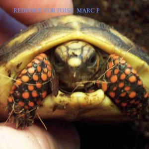 REDFOOT TORTOISE
