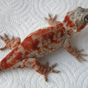 orange blotch female