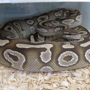 Bella - Female Mojave