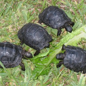 babys eating