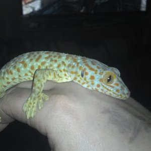 tame tokay gecko