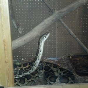 14ft burmese "big papa"