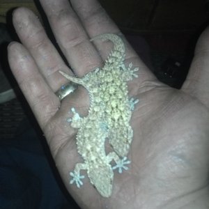 crocodile geckos
