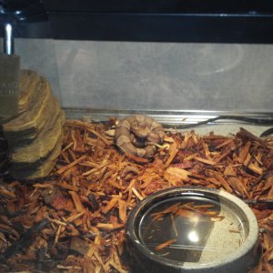 broadbanded copperhead