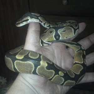 ball python