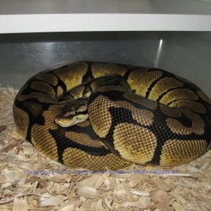 Psyke