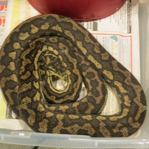 snakes_rock_027