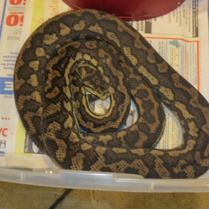 snakes_rock_028