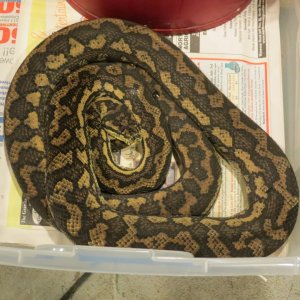snakes_rock_029