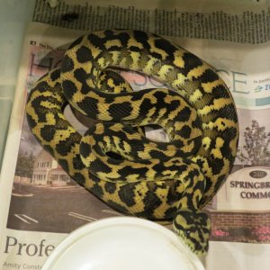 snakes_rock_031