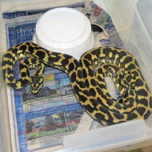 snakes_rock_033