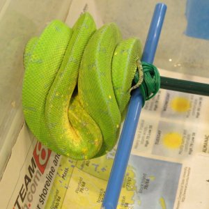snakes_rock_003
