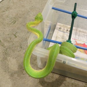 snakes_rock_011