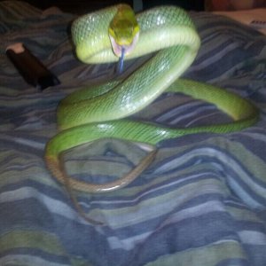 RED TAIL GREEN RAT SNAKE