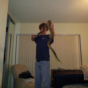8' KING RAT SNAKE
