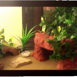 Leopard Gecko Enclosure