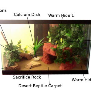 Leopard Gecko Enclosure with Lables