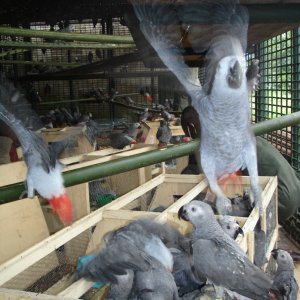 All Species of Bird for Sale(African Grey,Cocokatoo,Electus,Macaw Etc
