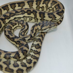 My New Guinea's