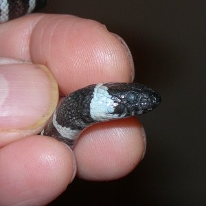 zonata_disease_5