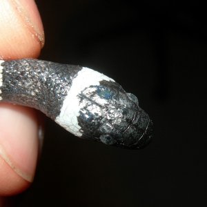 zonata_disease_6