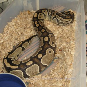 Juliet Ovulation 3-3-12