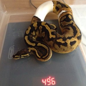 Pied Male