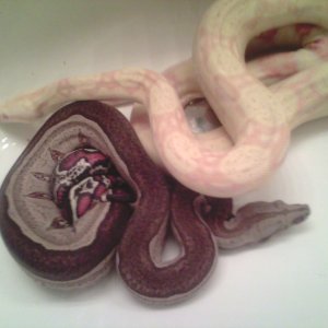 Some of my Boas