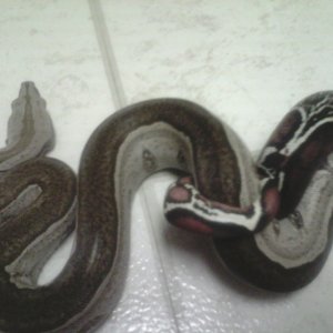 Some of my Boas