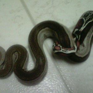 Some of my Boas