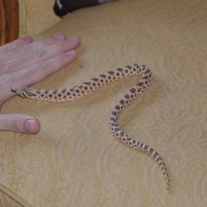 Male