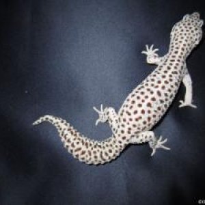 giant mack super tremper albino for sale