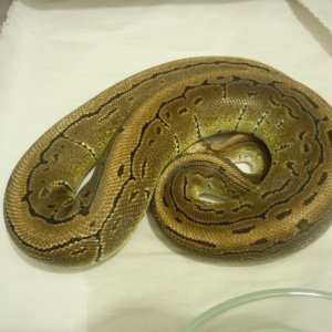 Pin male