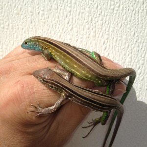 IMG953275